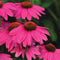 Close up of PowWow Wild Berry echinacea showing large bright fuchsia daisy-like blooms with orange brown cone centers against green foliage