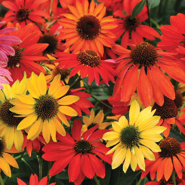 Close-up of Cheyenne Spirit echinacea flowers showcasing mixed red, orange, and yellow blooms with green foliage background