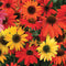 Close-up of Cheyenne Spirit echinacea flowers showcasing mixed red, orange, and yellow blooms with green foliage background