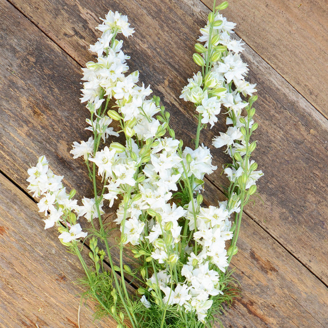 Close-up of Galilee White larkspur flowers showcasing tall double white spikes on a wood background