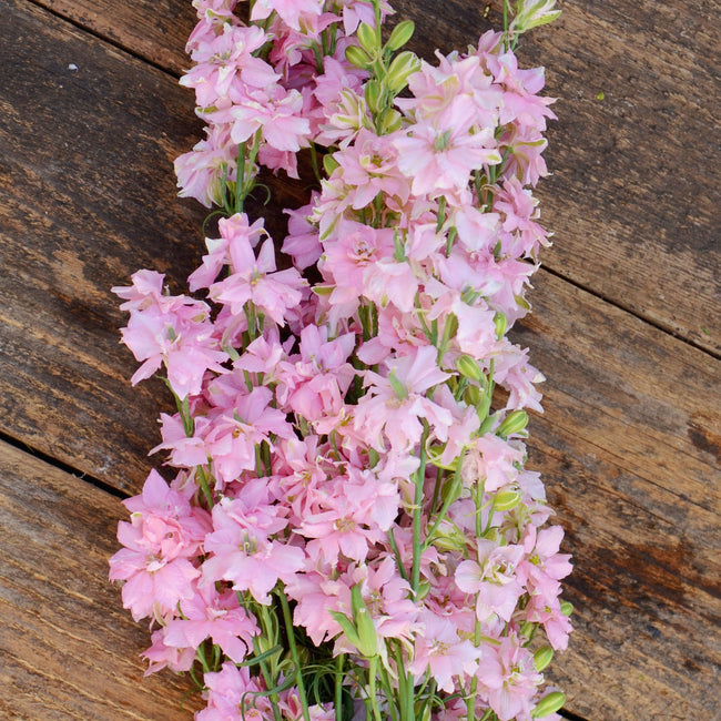 Close-up of Galilee Pink Perfection larkspur spike showing pale pink double florets on a weathered wood background