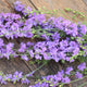 Top view of Galilee Lilac larkspur stems showing lilac double florets on a wooden table