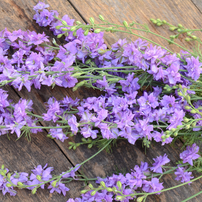 Top view of Galilee Lilac larkspur stems showing lilac double florets on a wooden table