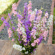 Front view of Galilee Lilac larkspur showcasing tall lilac-pink double flower spikes in a bundled bouquet on a wooden surface