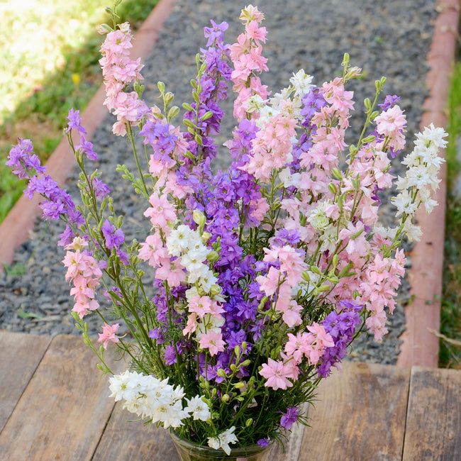 Front view of Galilee Lilac larkspur showcasing tall lilac-pink double flower spikes in a bundled bouquet on a wooden surface