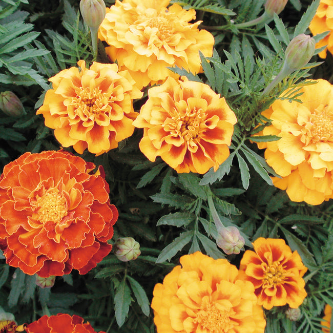 Close-up of Brocade Mix marigold flowers showing ruffled gold-to-mahogany 2-inch blooms and green fern-like foliage