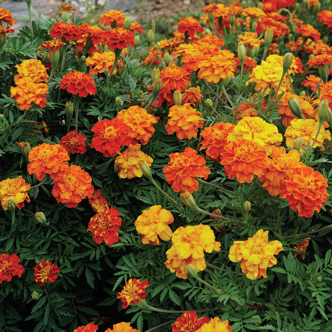 BROCADE MIX-MARIGOLD