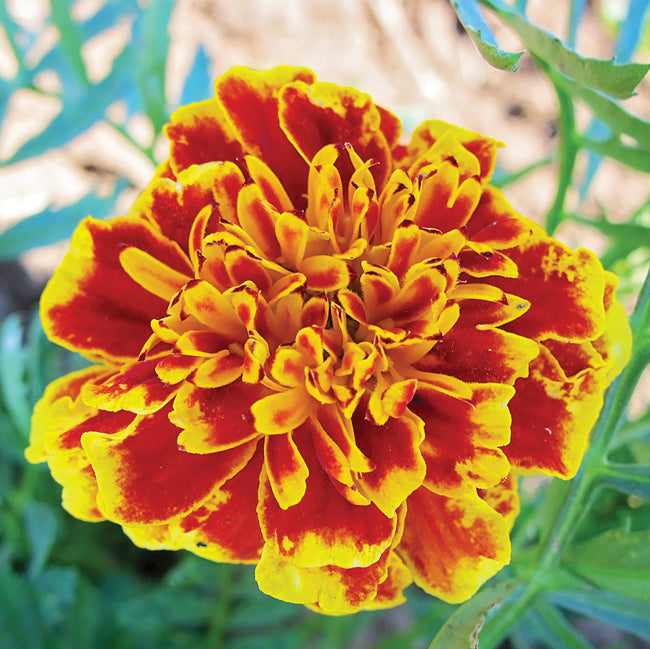 COLOSSUS-MARIGOLD
