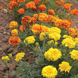 Front view of Bonanza Mix marigolds with yellow and orange 2-inch blooms on compact 10-inch plants against soil background