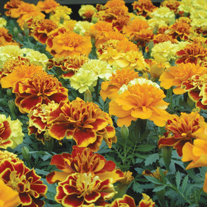 Close-up of Bonanza Mix marigold flowers showing orange, gold, and bicolor crested blooms with green foliage