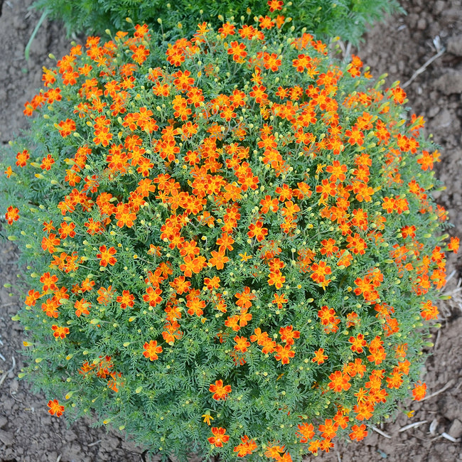 Close-up of Red Gem marigold plants showcasing single red small blooms held above lacy green foliage on garden background