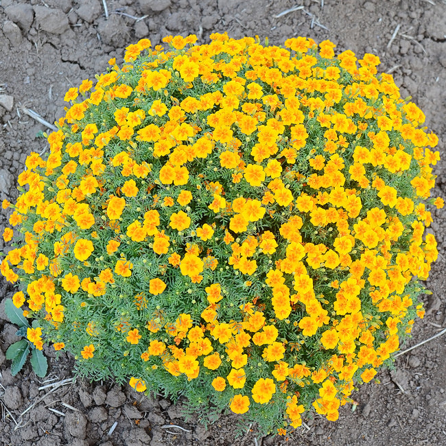 Top view of Tangerine Gem marigold showing dense rounded mound of tangerine orange single blooms above lacy green foliage