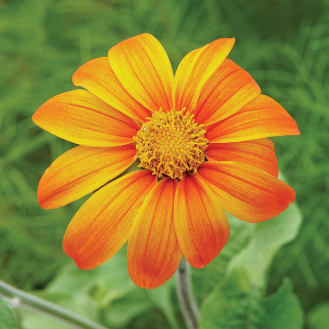 Close-up of Fiesta Del Sol Mexican Sunflower showcasing bright orange-red petals and golden center with blurred green background