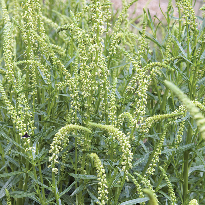 Close up of Grandiflora mignonette with arching green flower spikes of tiny pale green blooms and narrow leaves