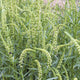 Close up of Grandiflora mignonette with arching green flower spikes of tiny pale green blooms and narrow leaves