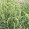 Close up of Grandiflora mignonette with arching green flower spikes of tiny pale green blooms and narrow leaves