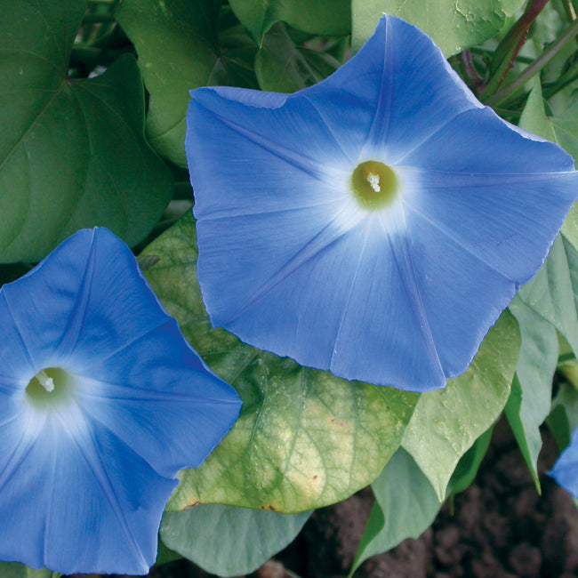 Close-up of Heavenly Blue morning glory flowers showing large sky-blue petals with white throats against green leaves