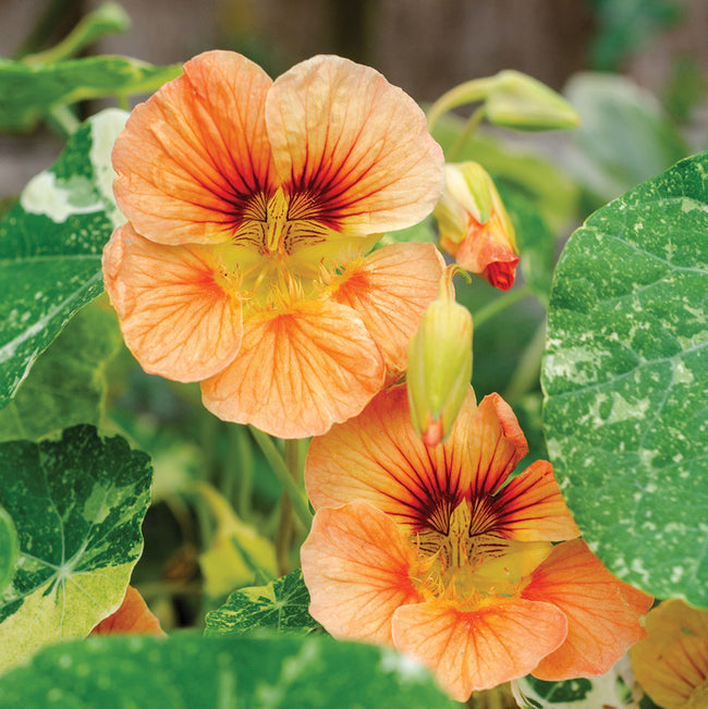 Close-up of Tip Top Alaska Salmon nasturtium showing peach blooms and cream-speckled leaves on green background