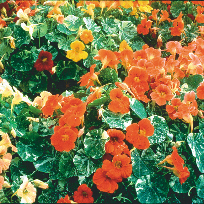 Close-up of Tip Top Alaska nasturtium showcasing bright orange and red single flowers and light-green variegated foliage