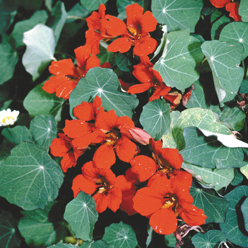 Close-up of Empress of India nasturtium flowers showcasing deep red blooms and blue-green foliage
