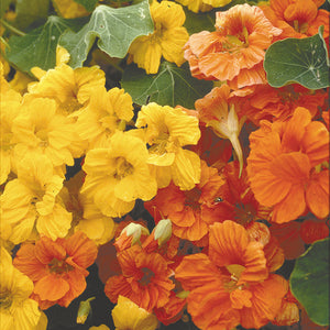 Close-up of Jewel Mix nasturtium flowers showing yellow, orange, and red single and double blooms with round green leaves