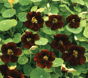 Close-up of Black Velvet nasturtium showcasing deep ruby-black blooms and round green leaves