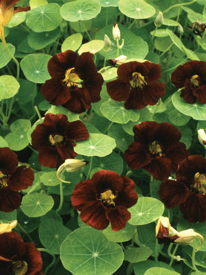 Close-up of Black Velvet nasturtium showcasing deep ruby-black blooms and round green leaves
