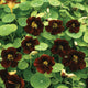 Close-up of Black Velvet nasturtium showcasing deep ruby-black blooms and round green leaves