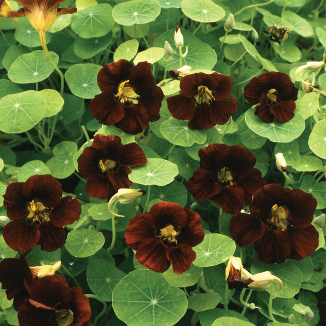 Close-up of Black Velvet nasturtium showcasing deep ruby-black blooms and round green leaves
