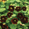 Close-up of Black Velvet nasturtium showcasing deep ruby-black blooms and round green leaves