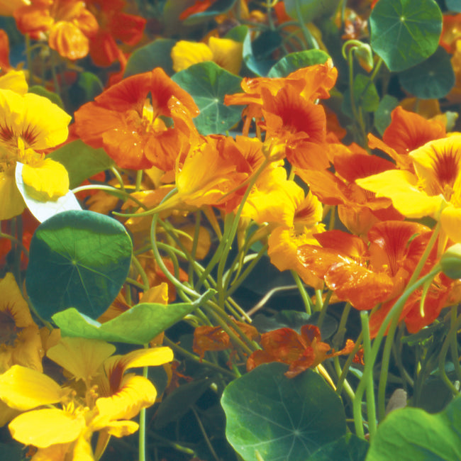 Front view of Tall Trailing Mix nasturtium seed packet showing orange and yellow trailing flowers