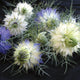 Close-up of Persian Jewels nigella blooms showing multi-colored double flowers and fine lacy foliage on a dark background