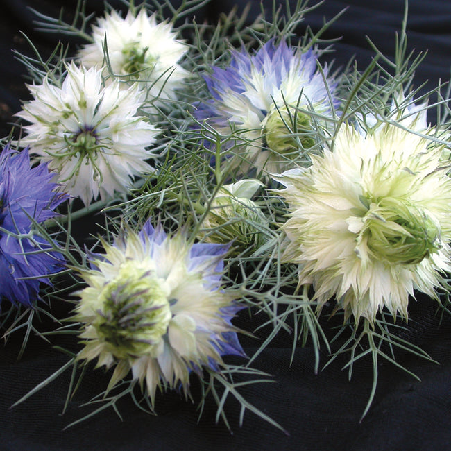 Close-up of Persian Jewels nigella blooms showing multi-colored double flowers and fine lacy foliage on a dark background