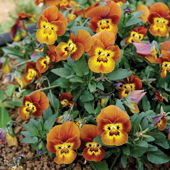 DELTINI™ HONEYBEE VIOLA