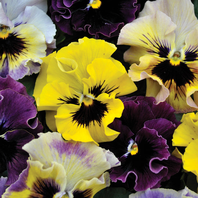 FRIZZLE SIZZLE MINI MIX-VIOLA