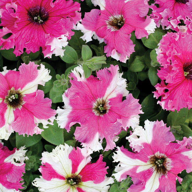 Close-up of Super Loopy Pink petunia blooms showing white centers, pink edges, and ruffled petals against green foliage