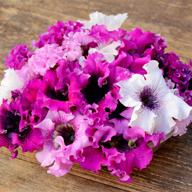 Close-up of Loopytunia Mix petunia blooms with large ruffled white, pink, and purple flowers and dark-veined throats