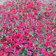 Close-up of Easy Wave Red Velour petunia flowers showcasing deep velvety red blooms in a dense flowering display
