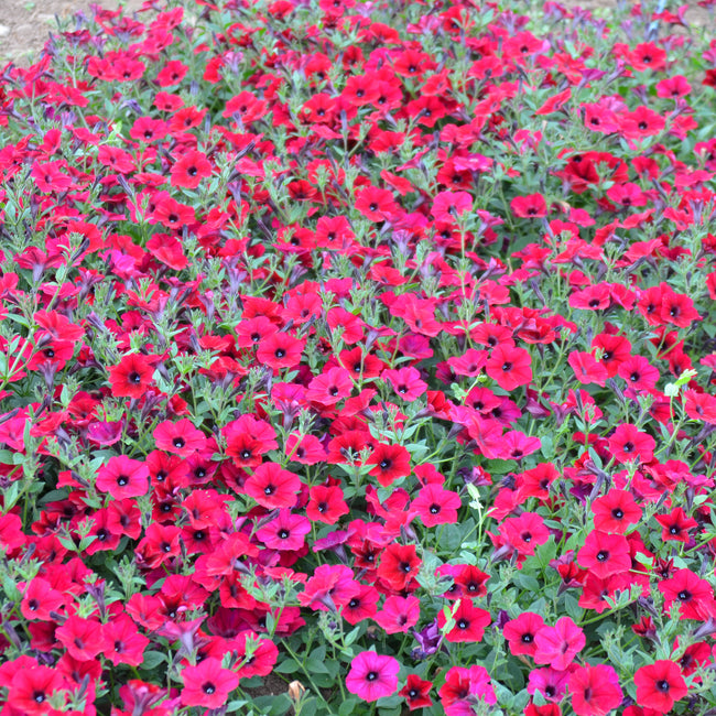 Close-up of Easy Wave Red Velour petunia flowers showcasing deep velvety red blooms in a dense flowering display
