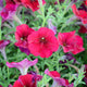 Close-up of Easy Wave Red Velour petunia showing velvety red trumpet-shaped blossoms with green foliage background