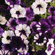 SHOCK WAVE® PURPLE TIE DYE-PETUNIA
