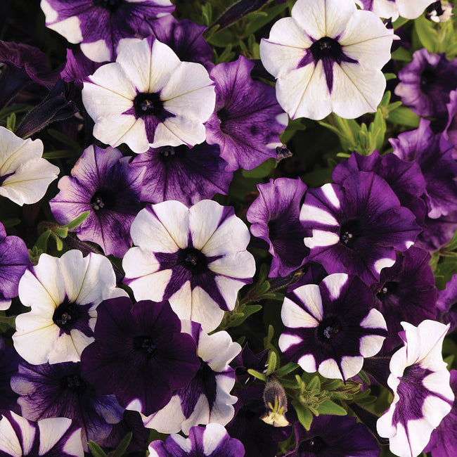 SHOCK WAVE® PURPLE TIE DYE-PETUNIA