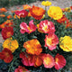 Close-up of Thai Silk Formula Mix poppy flowers showcasing multi-colored semi-double silky petals with gray-green foliage