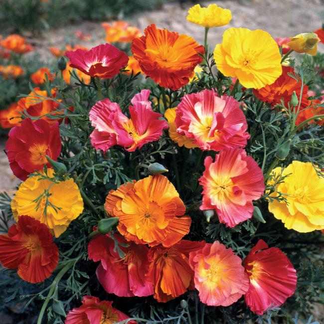 Close-up of Thai Silk Formula Mix poppy flowers showcasing multi-colored semi-double silky petals with gray-green foliage