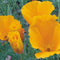 Close-up of California Orange poppy flowers showing bright orange cup-shaped petals and yellow stamens with green foliage