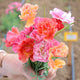 Close-up of XL Jelly Beans poppy showing ruffled pink, coral and yellow semi-double blooms with blurred garden background