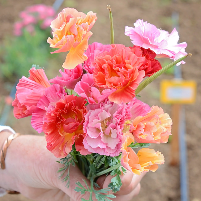 Close-up of XL Jelly Beans poppy showing ruffled pink, coral and yellow semi-double blooms with blurred garden background