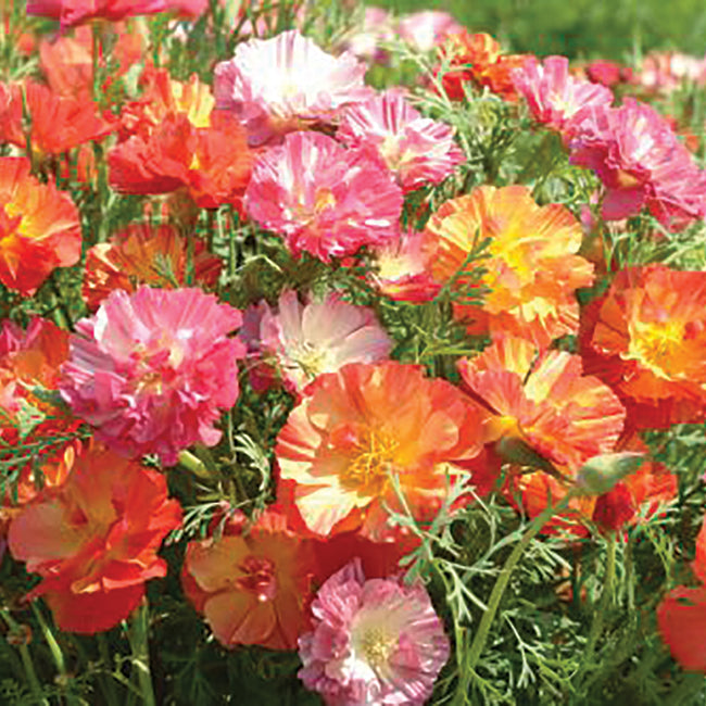 Close-up of XL Jelly Beans poppy showing mixed semi-double pink, coral, and yellow blooms with feathery blue-green foliage