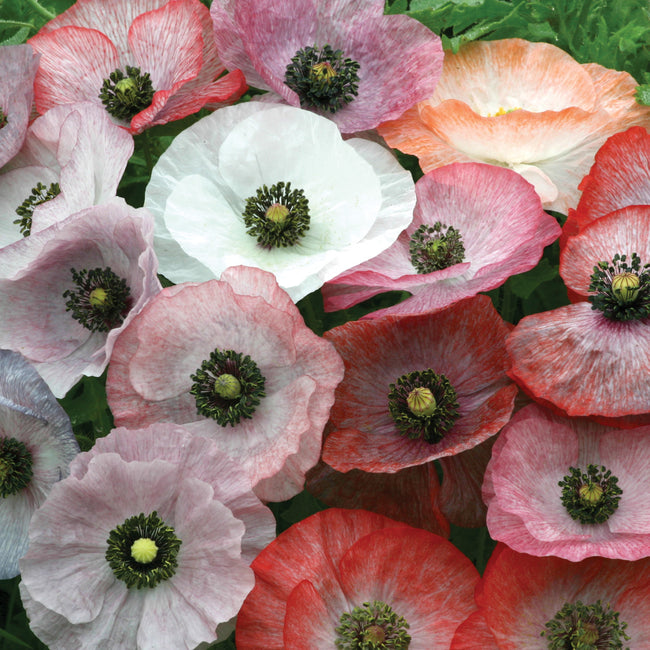 Close-up of Mother of Pearl poppy blooms showcasing silvery gray, blush and white crepe-paper petals with dark centers