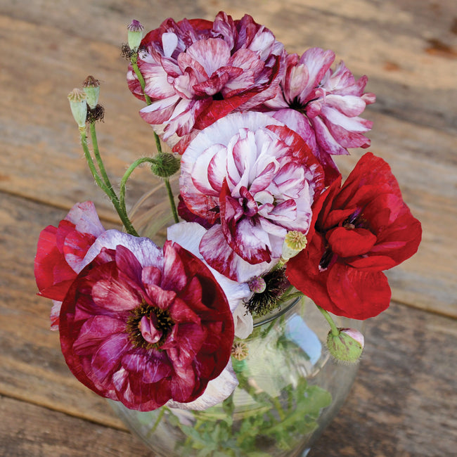 Close-up of Pandora poppy blooms showcasing wine-red and pearl-streaked semi-double flowers on slender stems against a plain background